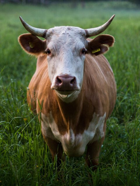 skull-kat-M7fi58_dF5k-unsplash skull-kat-M7fi58_dF5k-unsplash