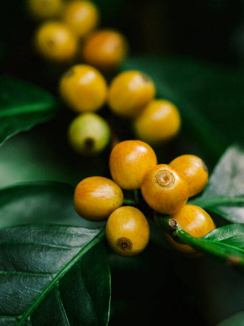 yellow catimor Coffee beans ripening on tree in North of thailan yellow catimor Coffee beans ripening on tree in North of thailan