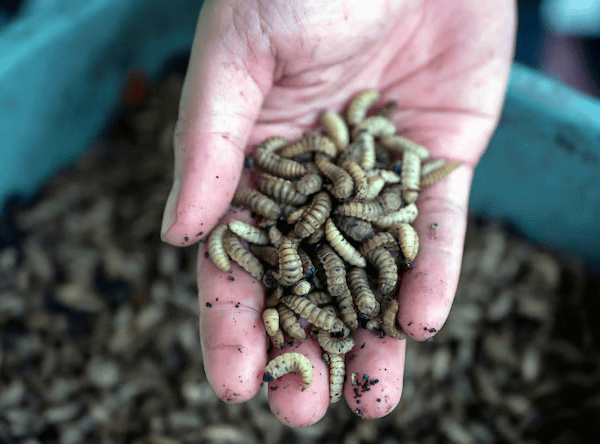 tild3332-6337-4439-b165-626530633965-bsf-larvae-png-bsf-larvae