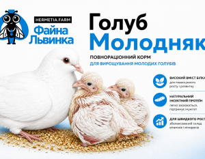 Голуб Молодняк